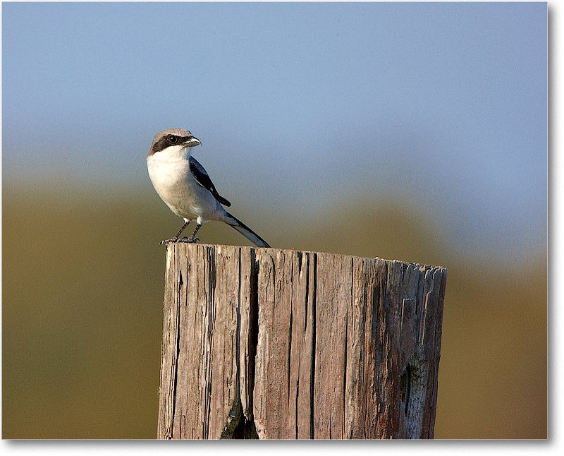 LoggerheadShrike-JoeOverstreetRdFL-2011Feb_S3A6925 copy