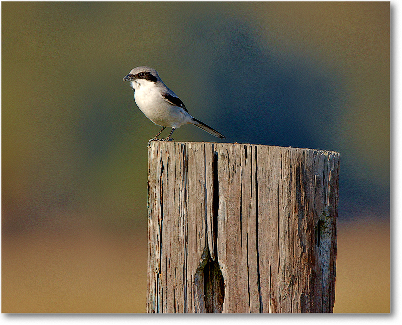 LoggerheadShrike-JoeOverstreetRdFL-2011Feb_S3A6930 copy