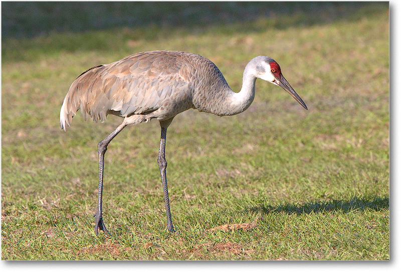 SandhillCrane-JoeOverstreetRdFL-2011Feb_D4A1887 copy