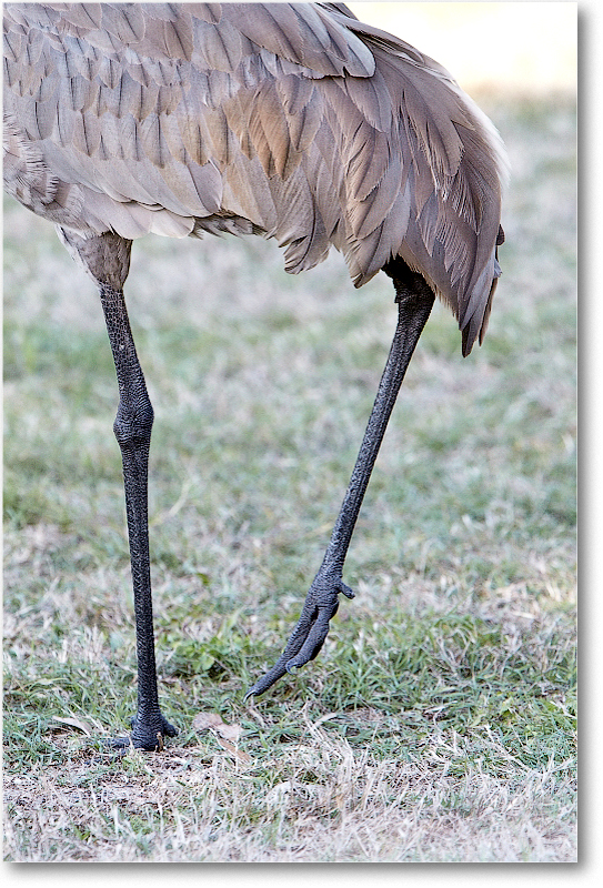 SandhillCrane-JoeOverstreetRdFL-2011Feb_D4A1908 copy