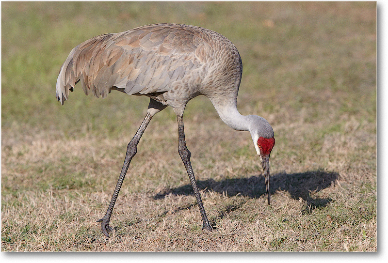 SandhillCrane-JoeOverstreetRdFL-2011Feb_D4A1919 copy