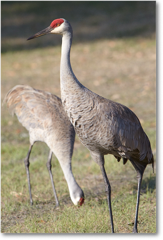 SandhillCrane-JoeOverstreetRdFL-2011Feb_D4A1941 copy