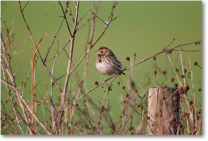 Sparrow-JoeOverstreetRdFL-2011Feb_S3A6668 copy