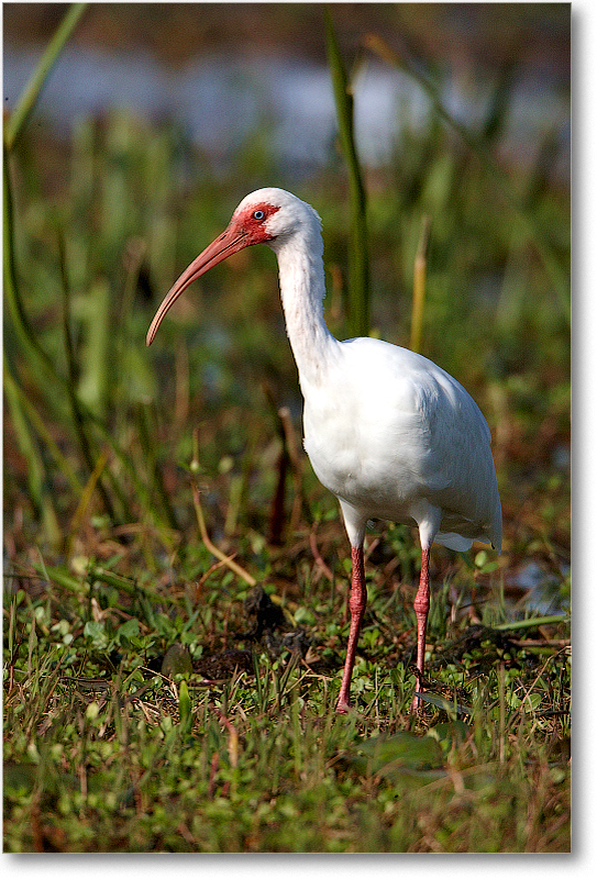 WhiteIbis-JoeOverstreetRdFL-2011Feb_S3A6911 copy