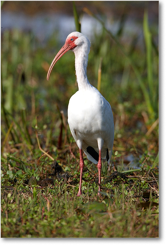 WhiteIbis-JoeOverstreetRdFL-2011Feb_S3A6914 copy