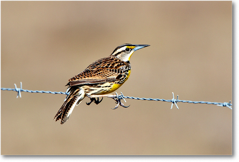 Meadowlark-JoeOverstreetRdFL-2011Feb_D4A1855 copy