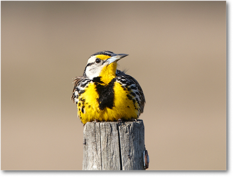 Meadowlark-JoeOverstreetRdFL-2011Feb_D4A1976 copy