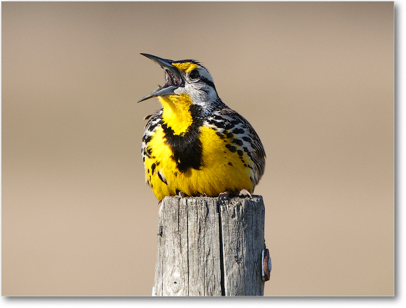 Meadowlark-JoeOverstreetRdFL-2011Feb_D4A1997 copy