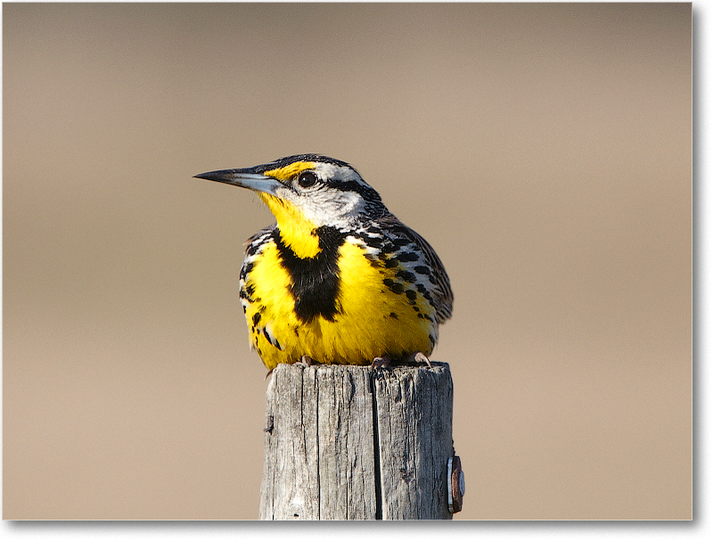 Meadowlark-JoeOverstreetRdFL-2011Feb_D4A2002 copy