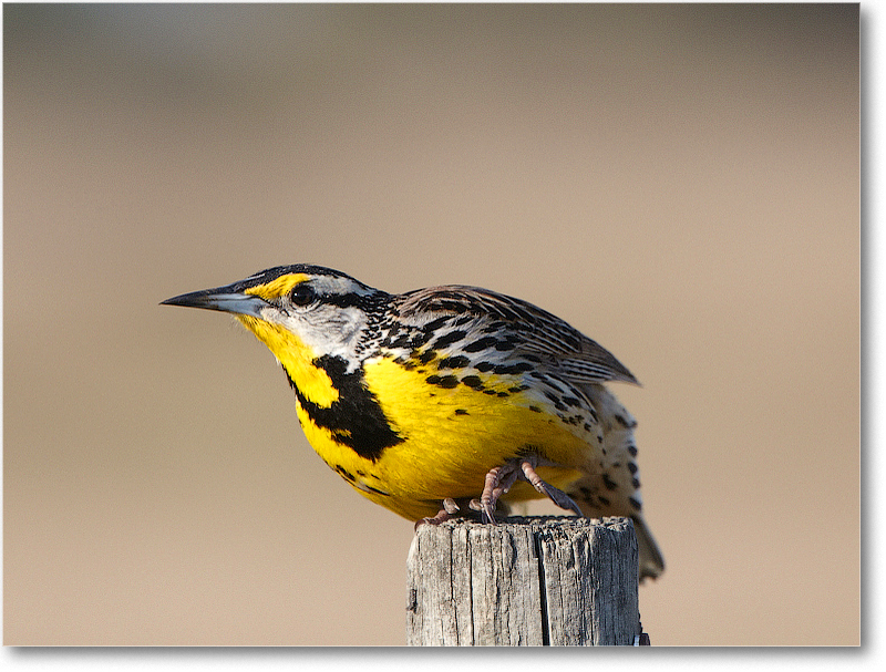 Meadowlark-JoeOverstreetRdFL-2011Feb_D4A2060 copy