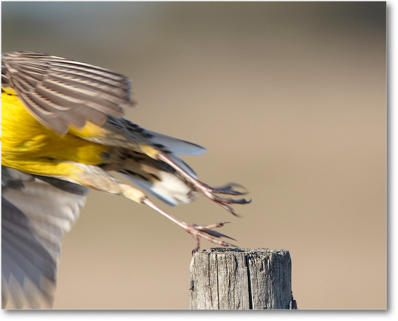 Meadowlark-JoeOverstreetRdFL-2011Feb_D4A2061 copy