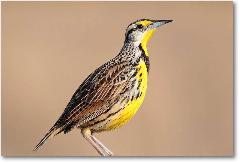 Meadowlark-JoeOverstreetRdFL-2011Feb_D4A2073 copy