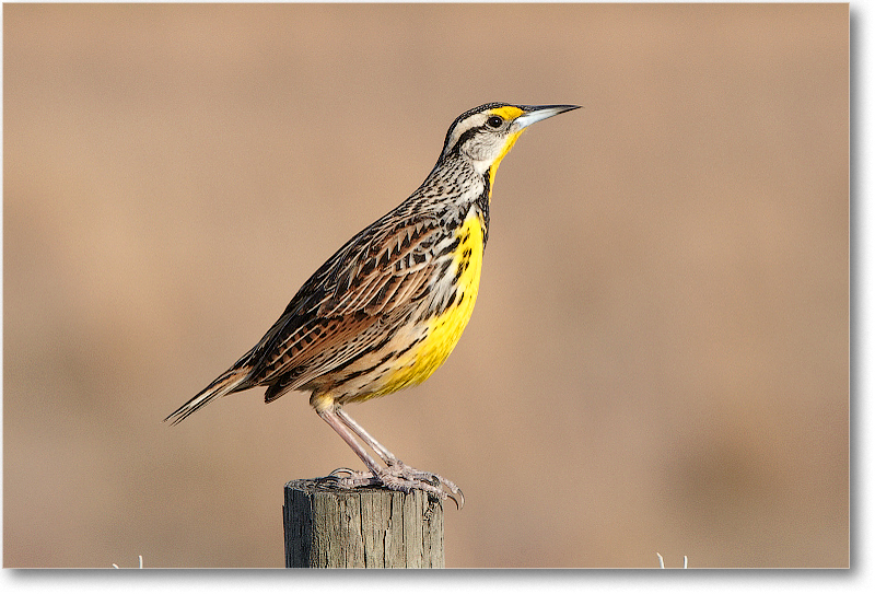 Meadowlark-JoeOverstreetRdFL-2011Feb_D4A2110 copy