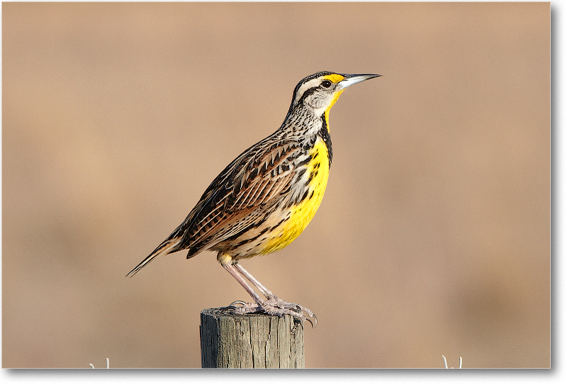 Meadowlark-JoeOverstreetRdFL-2011Feb_D4A2126 copy
