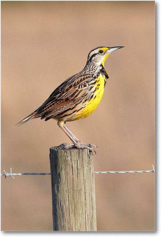 Meadowlark-JoeOverstreetRdFL-2011Feb_D4A2146 copy