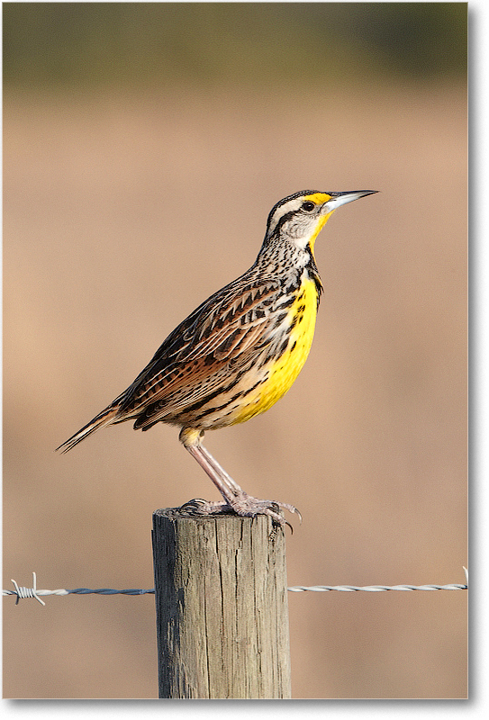 Meadowlark-JoeOverstreetRdFL-2011Feb_D4A2160 copy