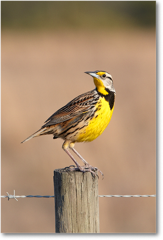 Meadowlark-JoeOverstreetRdFL-2011Feb_D4A2190 copy
