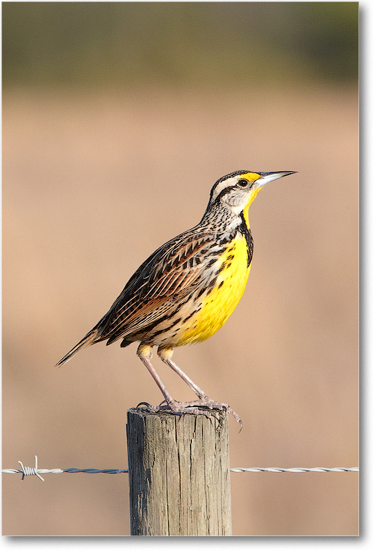 Meadowlark-JoeOverstreetRdFL-2011Feb_D4A2196 copy