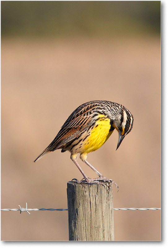 Meadowlark-JoeOverstreetRdFL-2011Feb_D4A2208 copy