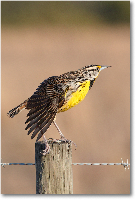 Meadowlark-JoeOverstreetRdFL-2011Feb_D4A2221 copy