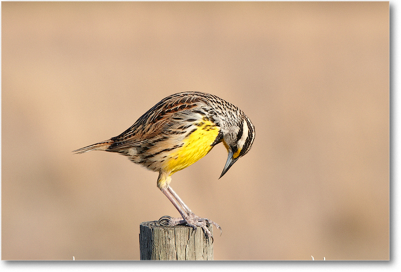 Meadowlark-JoeOverstreetRdFL-2011Feb_D4A2230 copy