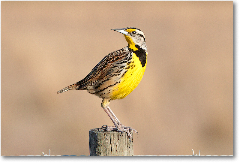 Meadowlark-JoeOverstreetRdFL-2011Feb_D4A2231 copy