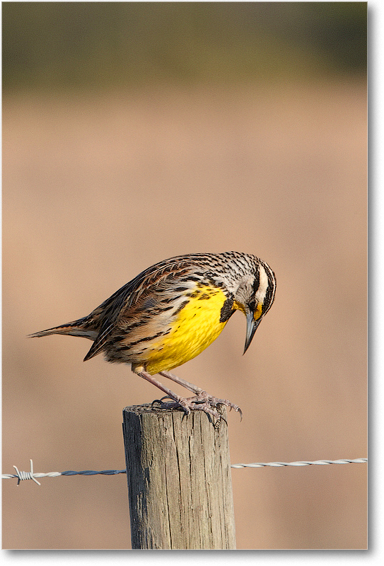 Meadowlark-JoeOverstreetRdFL-2011Feb_D4A2246 copy