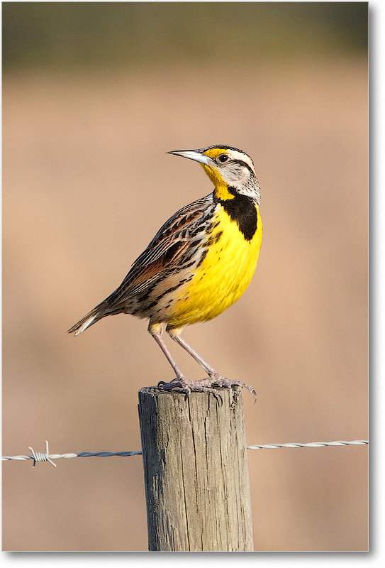 Meadowlark-JoeOverstreetRdFL-2011Feb_D4A2267 copy