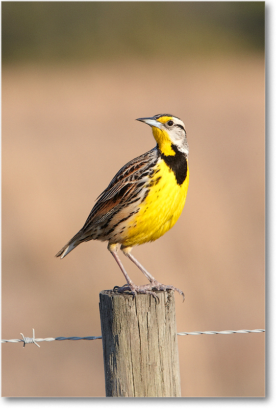 Meadowlark-JoeOverstreetRdFL-2011Feb_D4A2277 copy