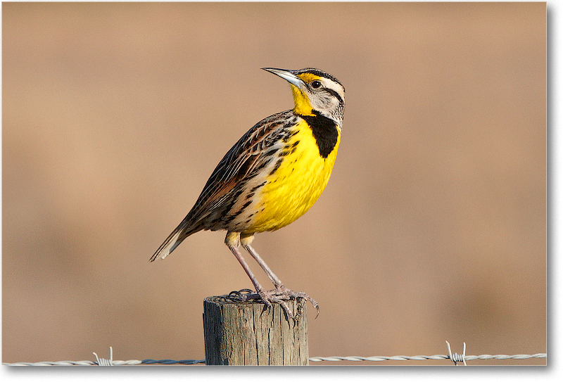 Meadowlark-JoeOverstreetRdFL-2011Feb_D4A2306 copy