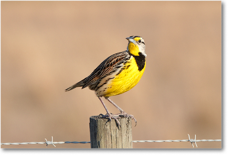 Meadowlark-JoeOverstreetRdFL-2011Feb_D4A2326 copy
