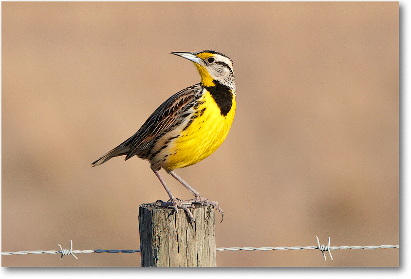 Meadowlark-JoeOverstreetRdFL-2011Feb_D4A2329 copy