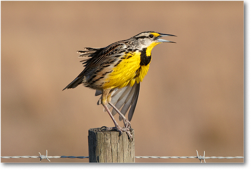 Meadowlark-JoeOverstreetRdFL-2011Feb_D4A2343 copy