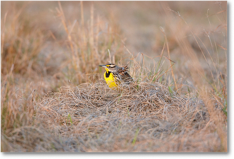Meadowlark-JoeOverstreetRdFL-2011Feb_S3A6603 copy