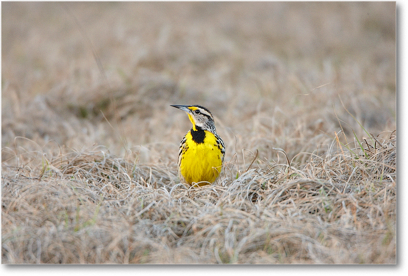 Meadowlark-JoeOverstreetRdFL-2011Feb_S3A6620 copy