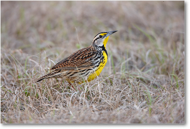 Meadowlark-JoeOverstreetRdFL-2011Feb_S3A6642 copy