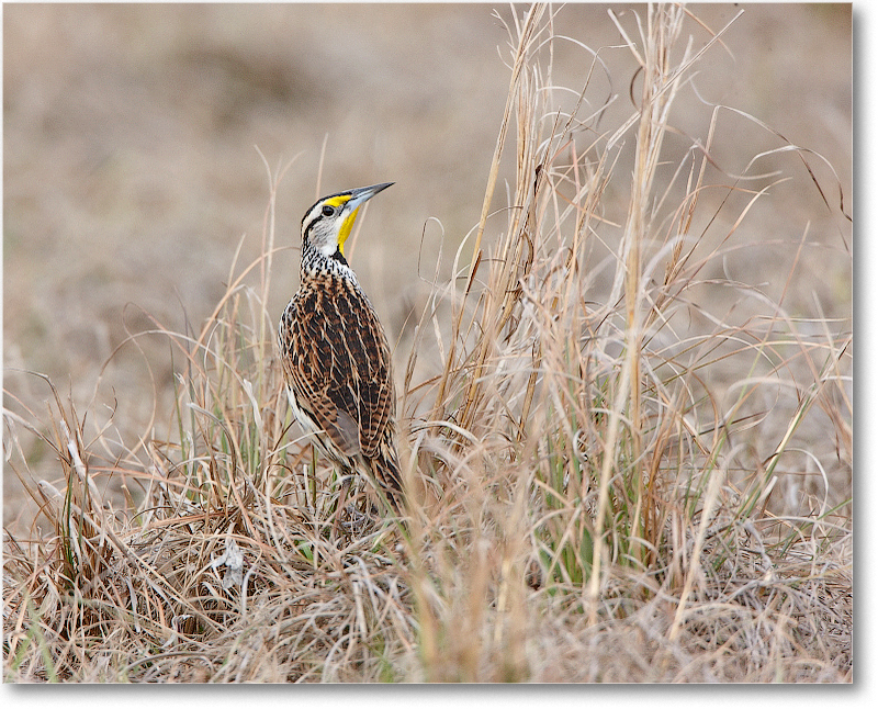 Meadowlark-JoeOverstreetRdFL-2011Feb_S3A6826 copy