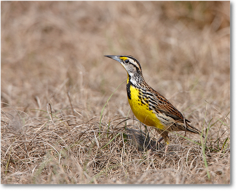 Meadowlark-JoeOverstreetRdFL-2011Feb_S3A6877 copy