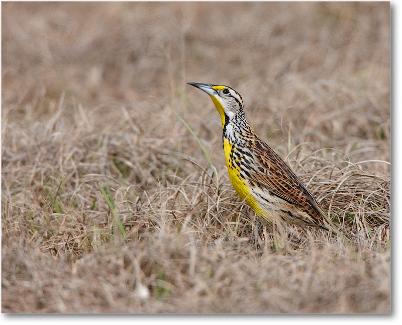 Meadowlark-JoeOverstreetRdFL-2011Feb_S3A6886 copy