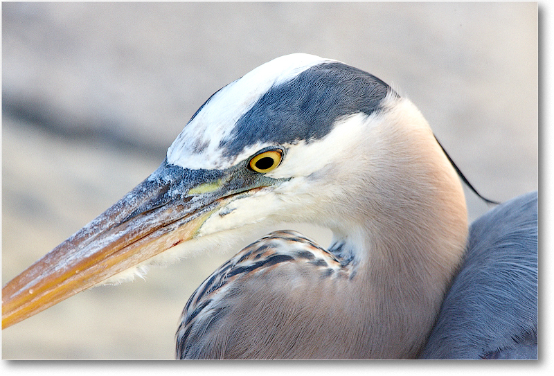 GreatBlueHeron-MerrittNWR-2011Feb_S3A4647 copy