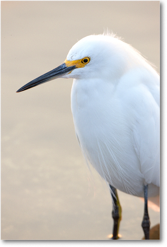 SnowyEgret-MerrittNWR-2011Feb_S3A4661 copy