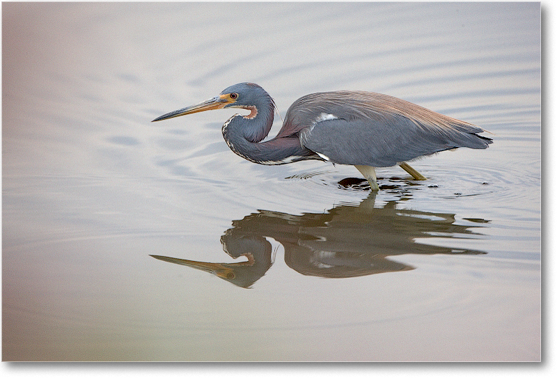 TricolorHeron-MerrittNWR-2011Feb_S3A4710 copy