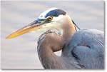 GreatBlueHeron-MerrittNWR-2011Feb_S3A4630 copy