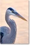 GreatBlueHeron-MerrittNWR-2011Feb_S3A4653 copy