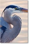 GreatBlueHeron-MerrittNWR-2011Feb_S3A4664 copy