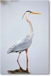 GreatBlueHeron-MerrittNWR-2011Feb_S3A4736 copy