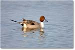 PintailDuck-MerrittNWR-2011Feb_S3A4576 copy
