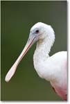 RoseateSpoonbill-MerrittNWR-2011Feb_S3A4795 copy