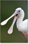 RoseateSpoonbill-MerrittNWR-2011Feb_S3A4803 copy