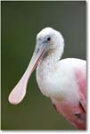 RoseateSpoonbill-MerrittNWR-2011Feb_S3A4820 copy